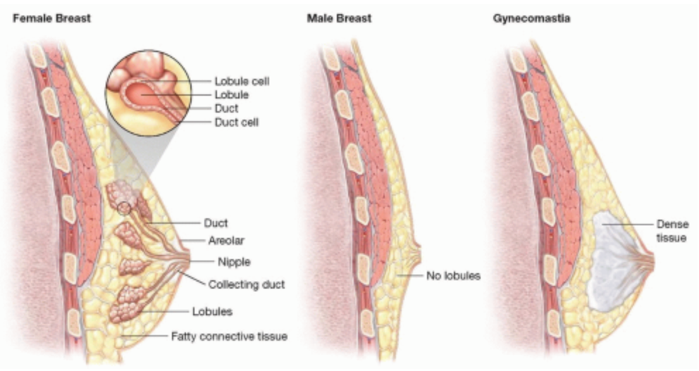 male breast cross section vs. female breast